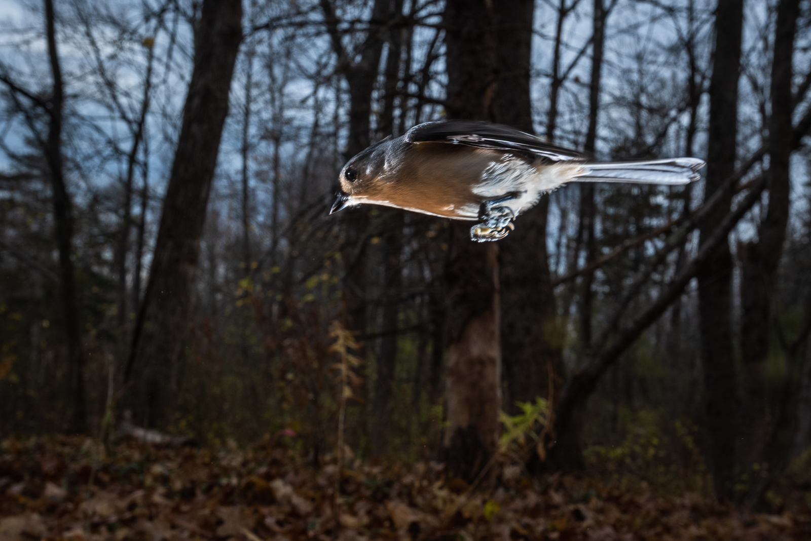 Tufted Titmouse in Flight, Farmington, Connecticut