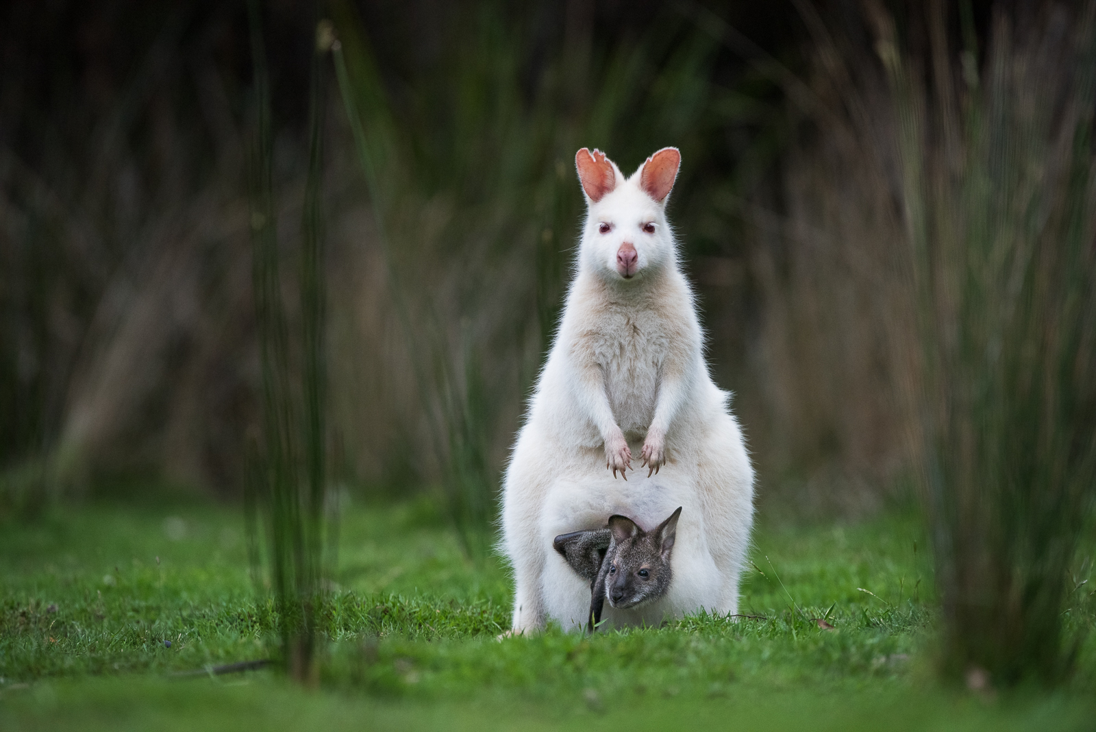 White Bennett's Wallaby, Bruny Island, Tasmania, Australia