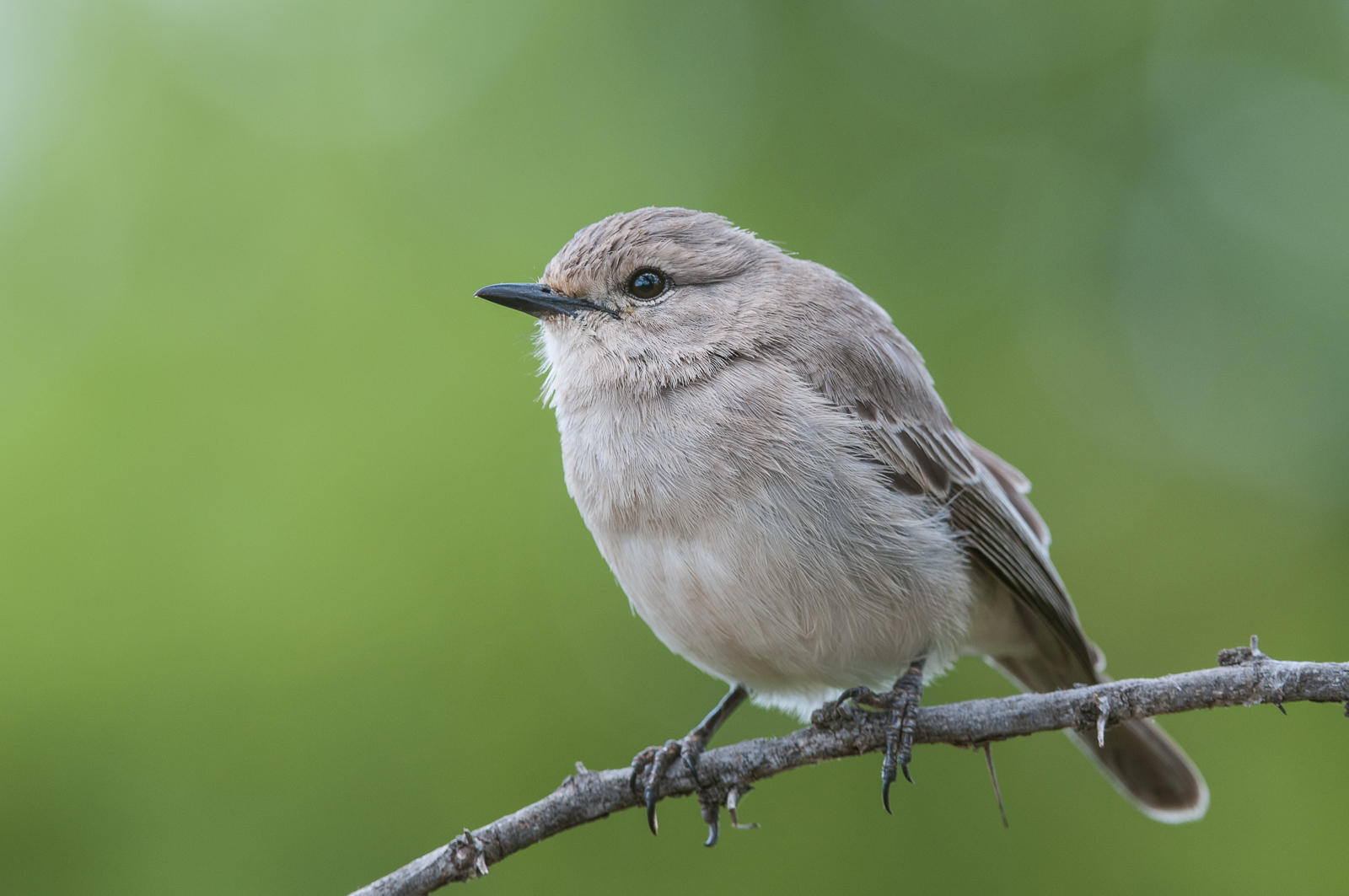 African Gray Flycatcher, Lewa Wildlife Conservancy, Kenya