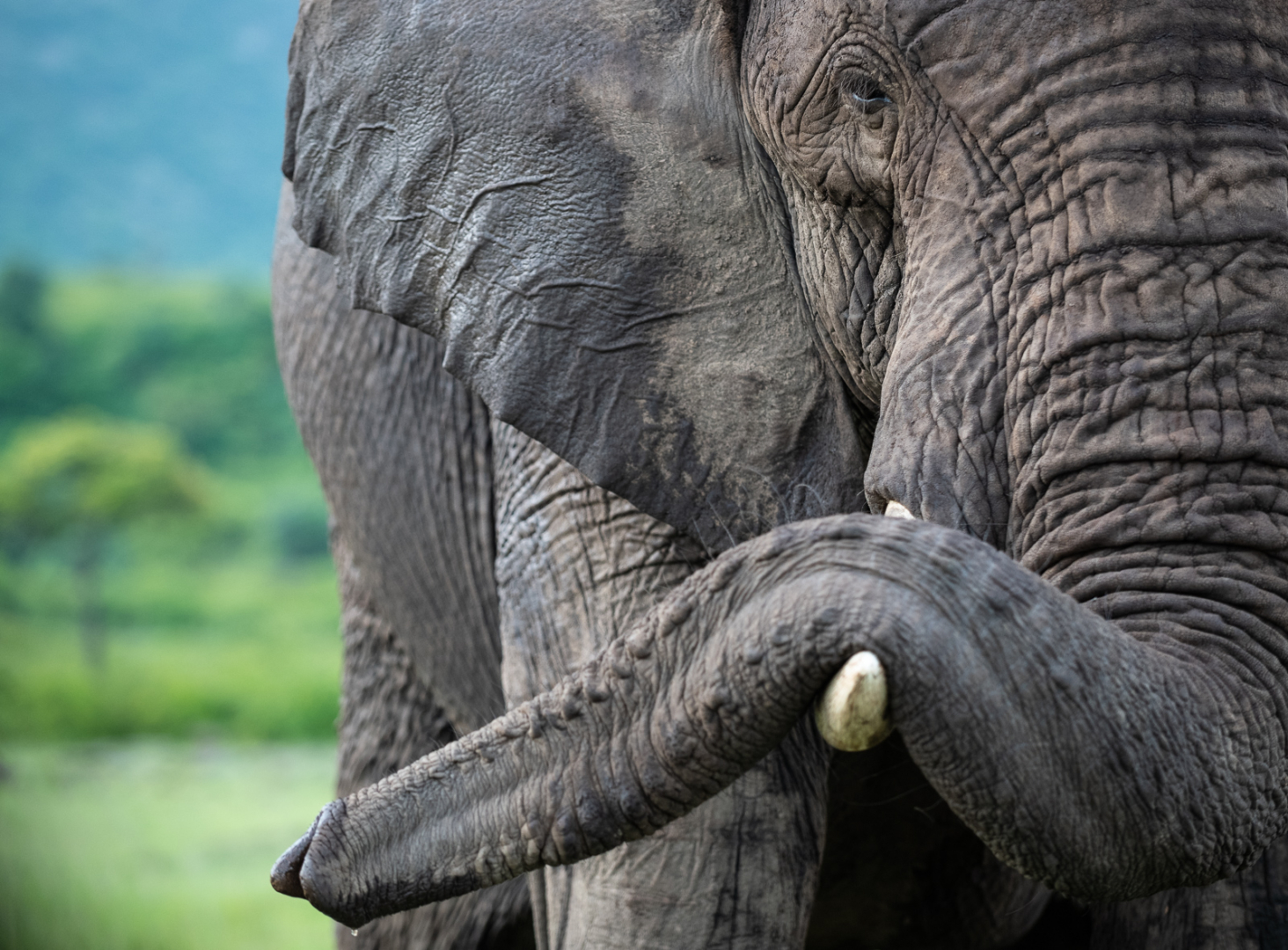 African Bush Elephant, Masai Mara, Kenya