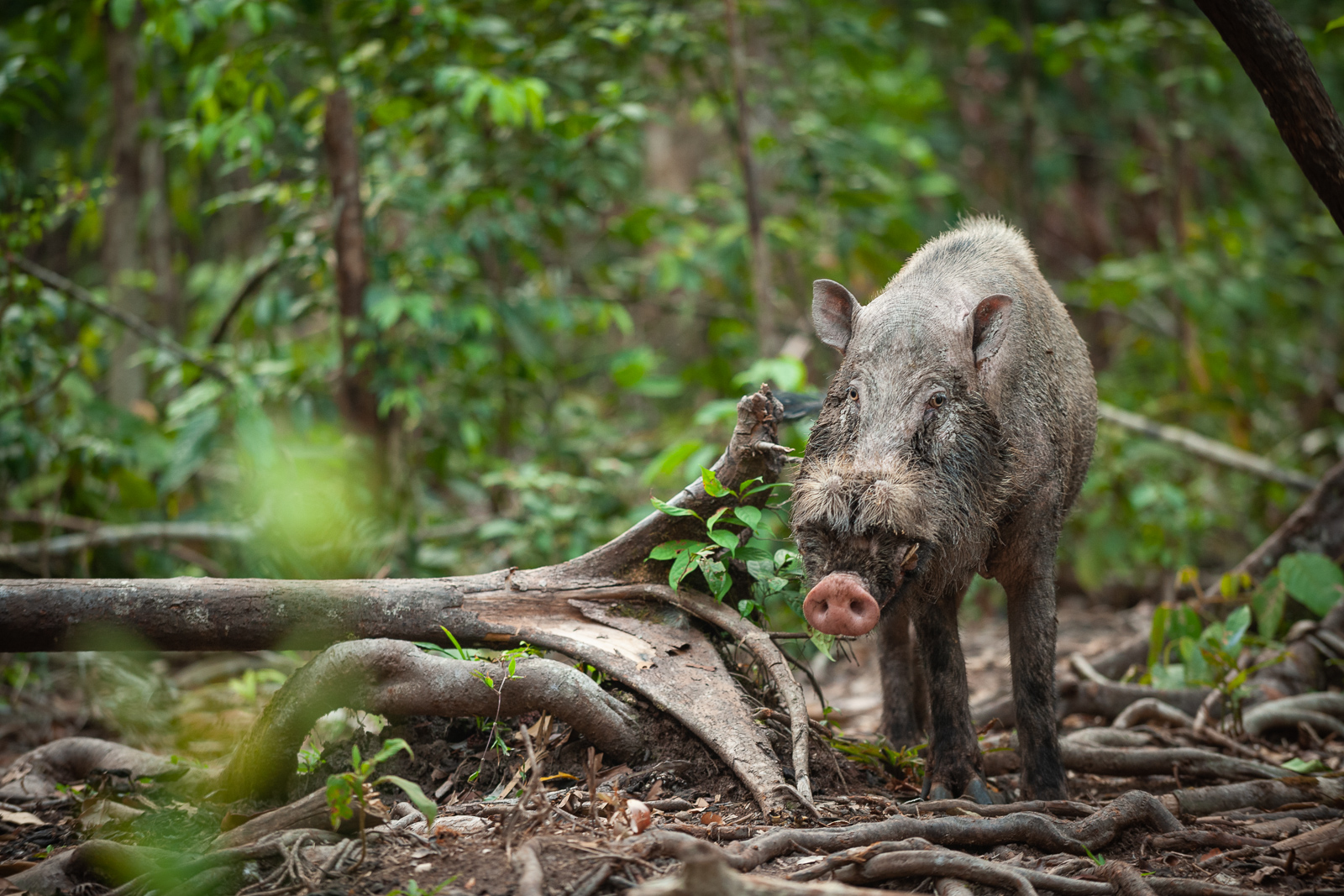 Bearded Pig, Tanjung Puting National Park, Indonesia