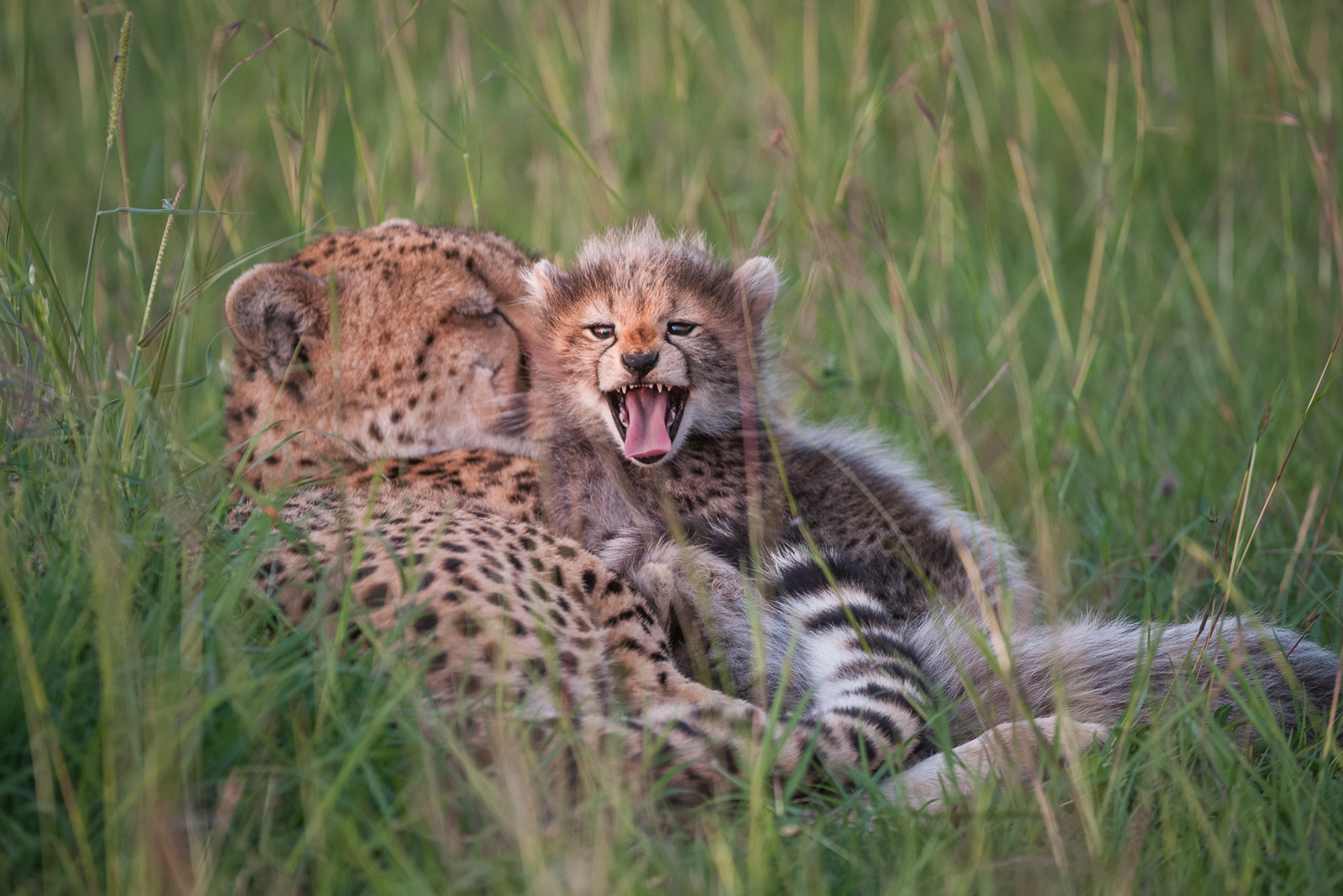 Cheetah and Cub, Masai Mara, Kenya