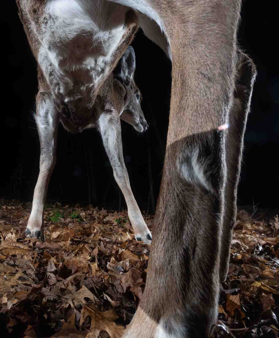 White-Tailed Deer, Farmington, Connecticut