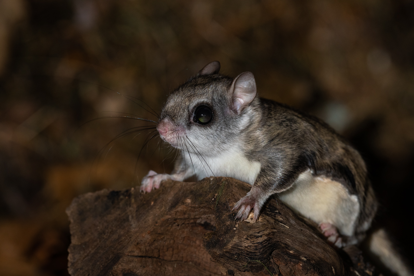 Southern Flying Squirrel, Farmington, Connecticut