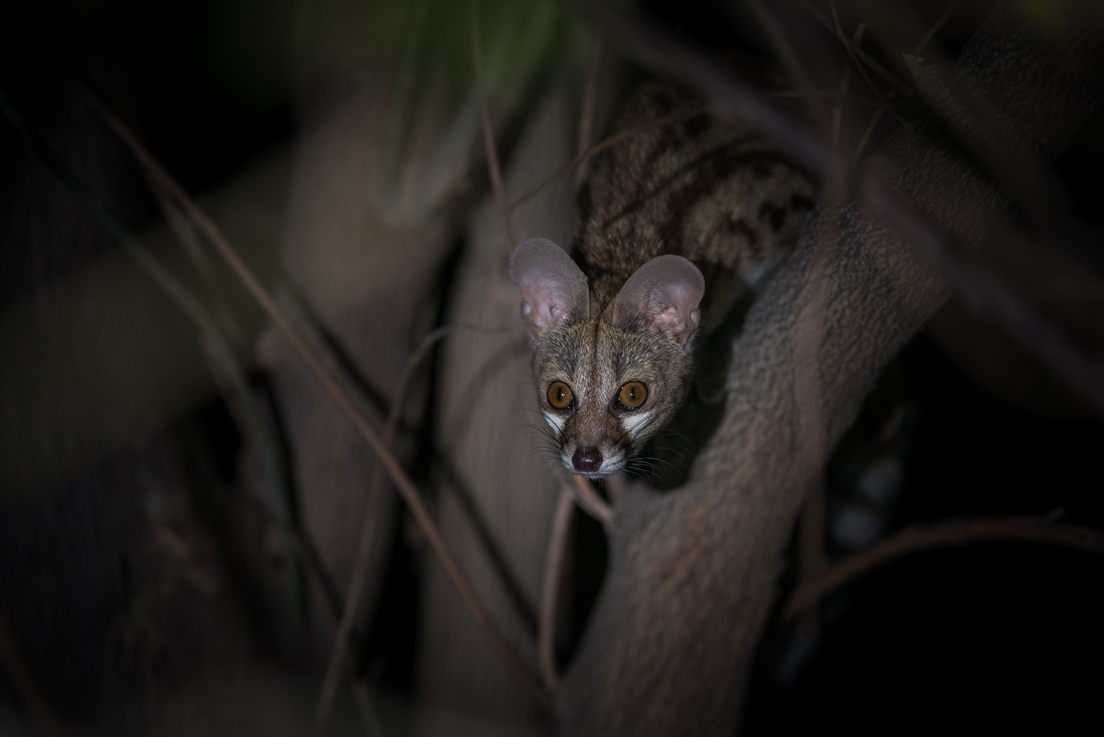 Genet, Linyanti, Botswana