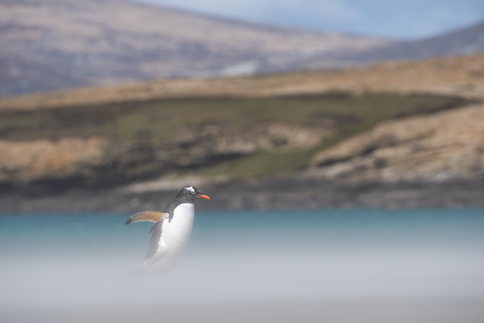 Gentoo Penguin, Saunders Island, Falkland Islands