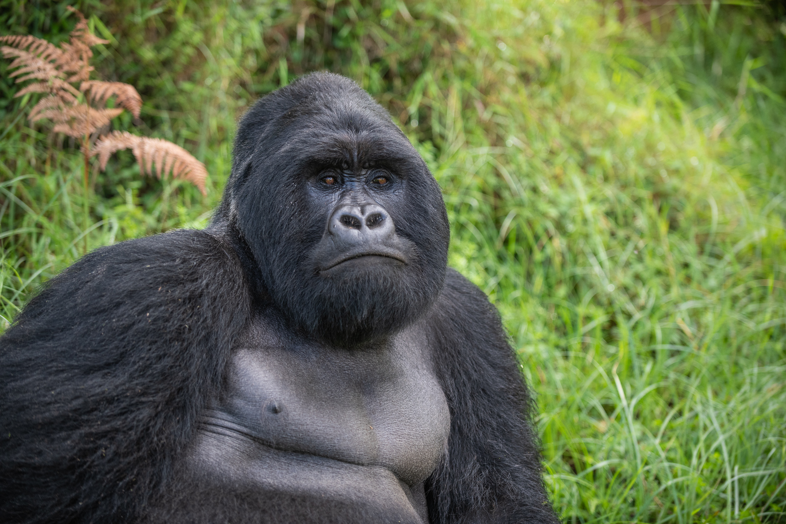 Silverback Mountain Gorilla, Mgahinga National Park, Uganda
