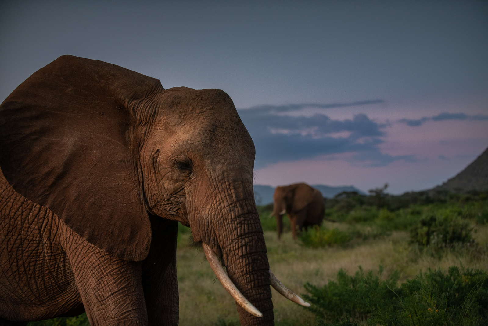 African Bush Elephants, Samburu National Reserve, Kenya