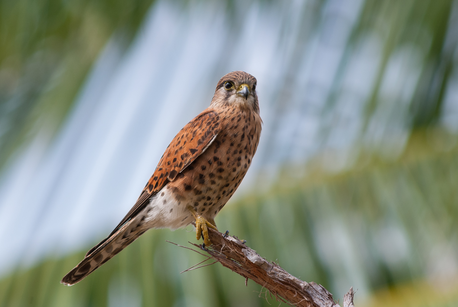 Malagasy Kestrel, Maroantsetra, Madagascar