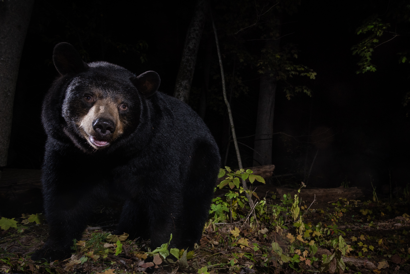 Black Bear, Farmington, Connecticut