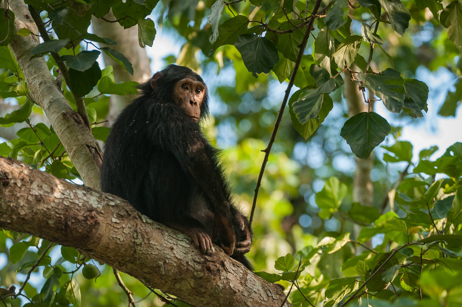 Chimpanzee, Kibale National Park, Uganda