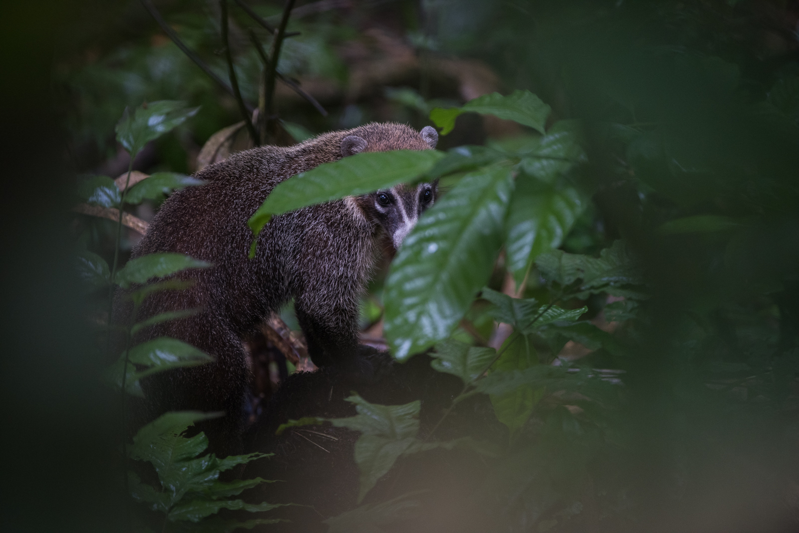 Coati, Soberania National Park, Panama