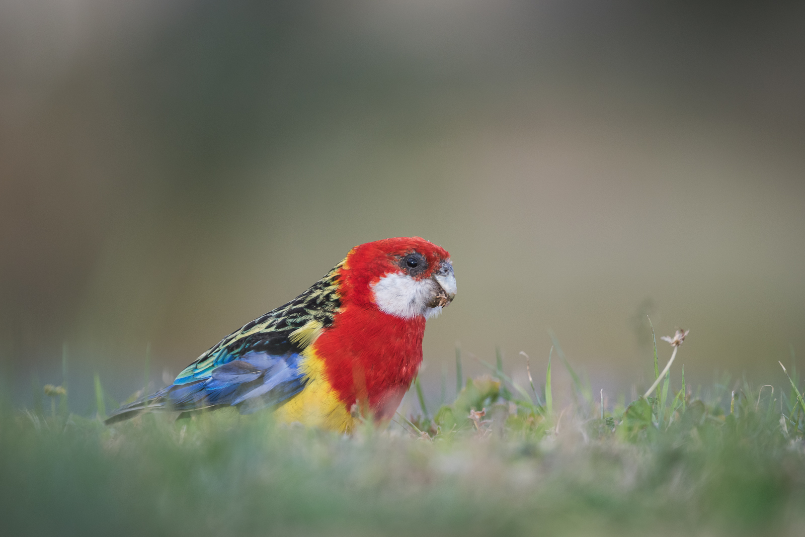 Eastern Rosella, Tasmania, Australia