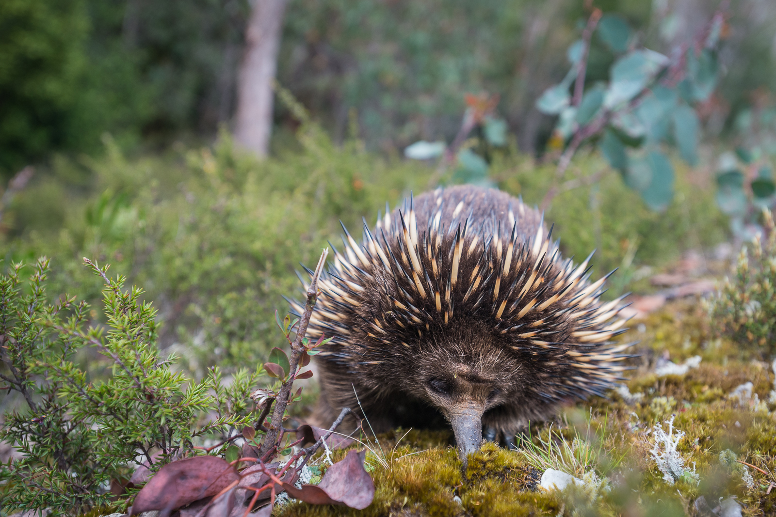 Short-Beaked Echidna, Tasmania