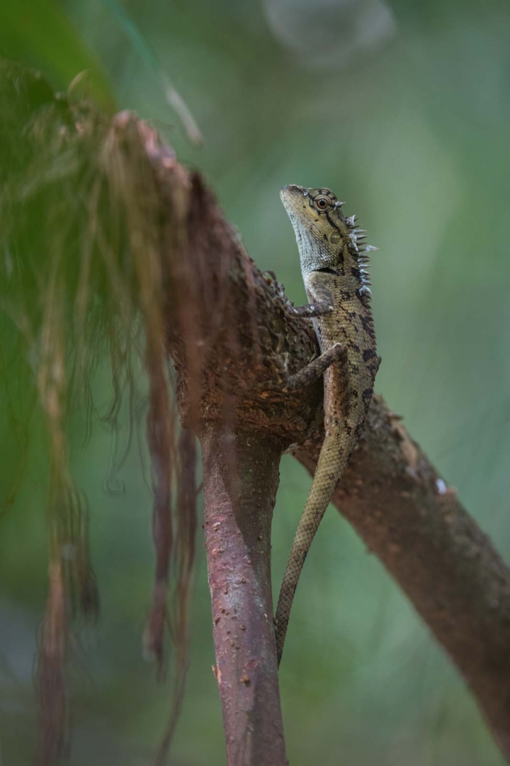 Forest Garden Lizard, Khlong Saeng Wildlife Sanctuary, Thailand