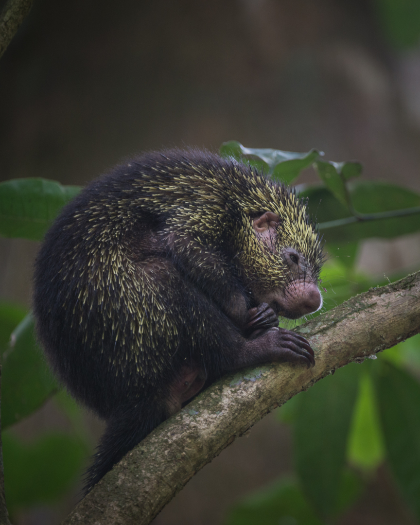Mexican Hairy Dwarf Porcupine, Corcovado National Park, Costa Rica