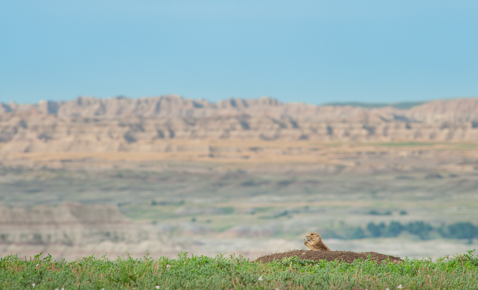 Prairie Dog, Badlands National Park, South Dakota