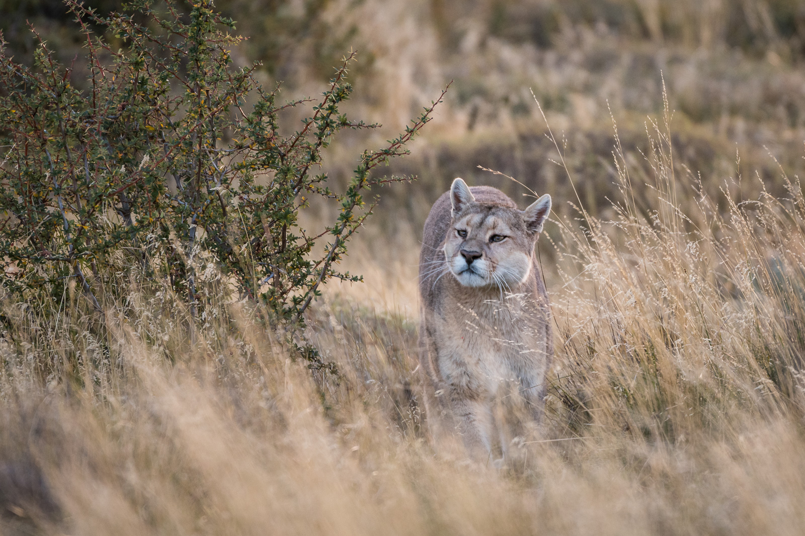Puma, Torres Del Paine National Park, Chile