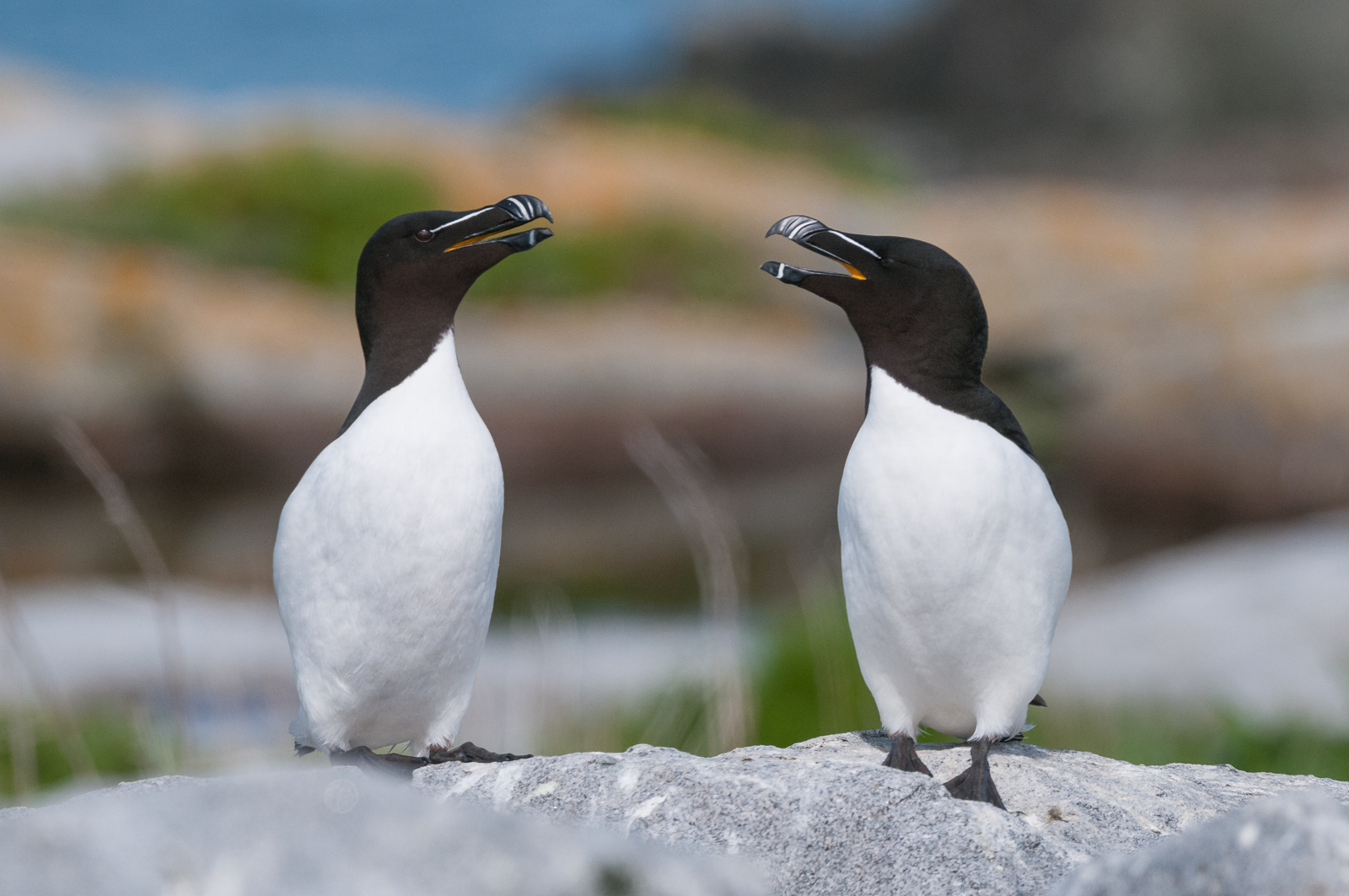 Razorbills, Machias Seal Island, Maine/New Brunswick