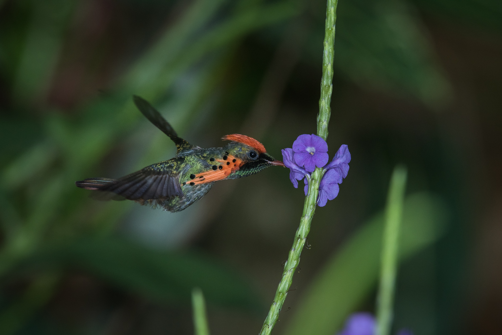 Tufted Coquette, Asa Wright Nature Center, Trinidad