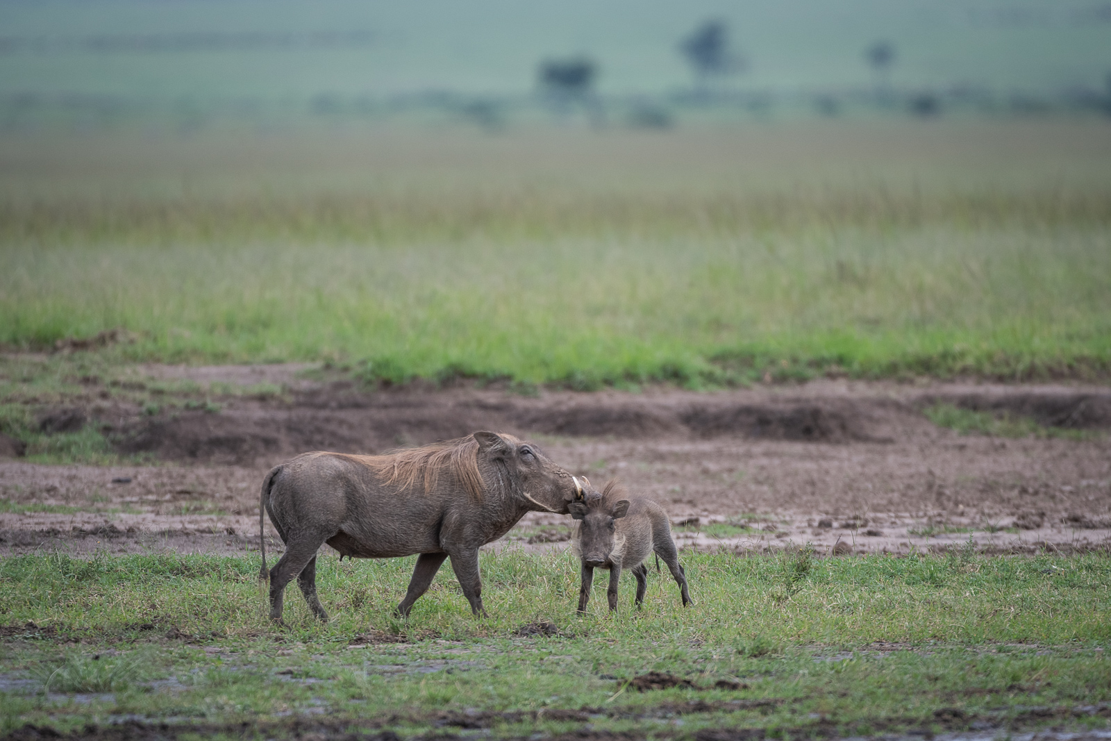 Warthog with Piglet, Masai Mara, Kenya
