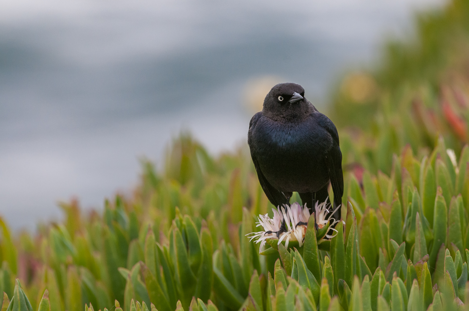 Brewer's Blackbird, Santa Cruz, California