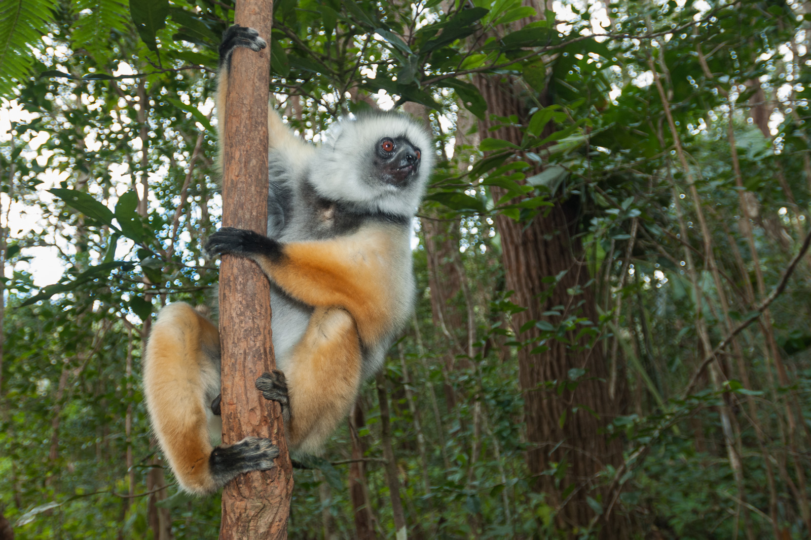 Diademed Sifaka, Madagascar