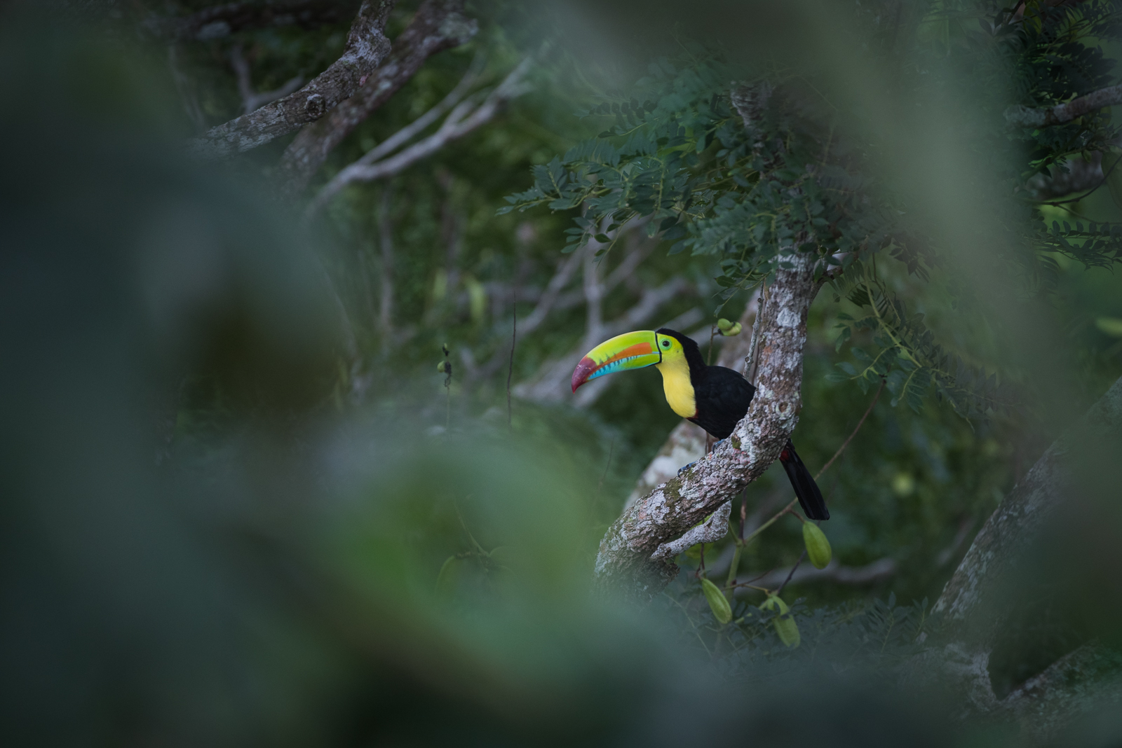 Keel-Billed Toucan, Soberania National Park, Panama