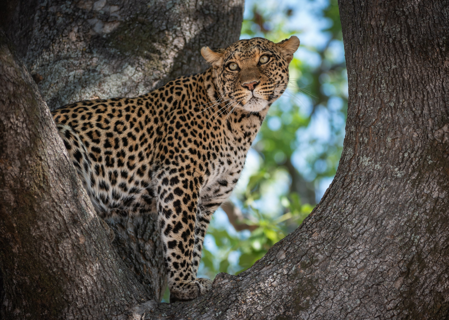 Leopard, Linyanti, Botswana