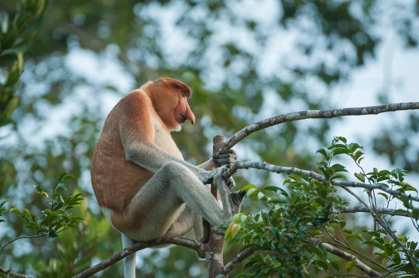 Proboscis Monkey, Tanjung Puting National Park, Indonesian Borneo