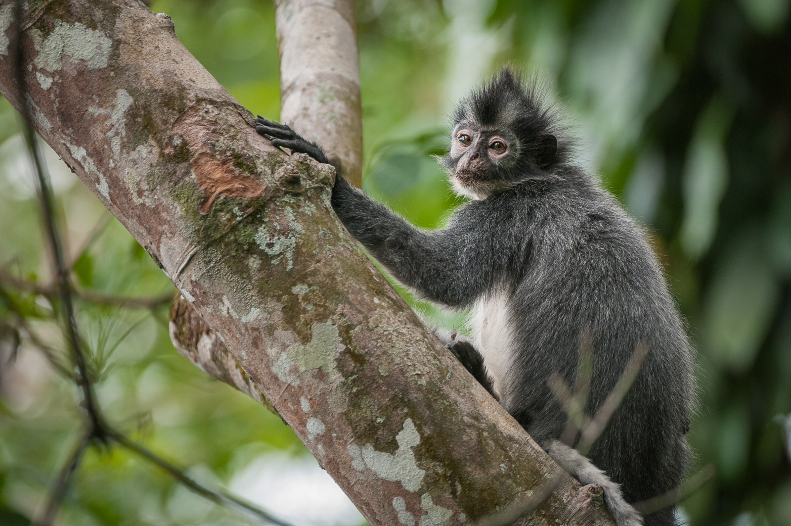 Thomas's Leaf Monkey, Sumatra
