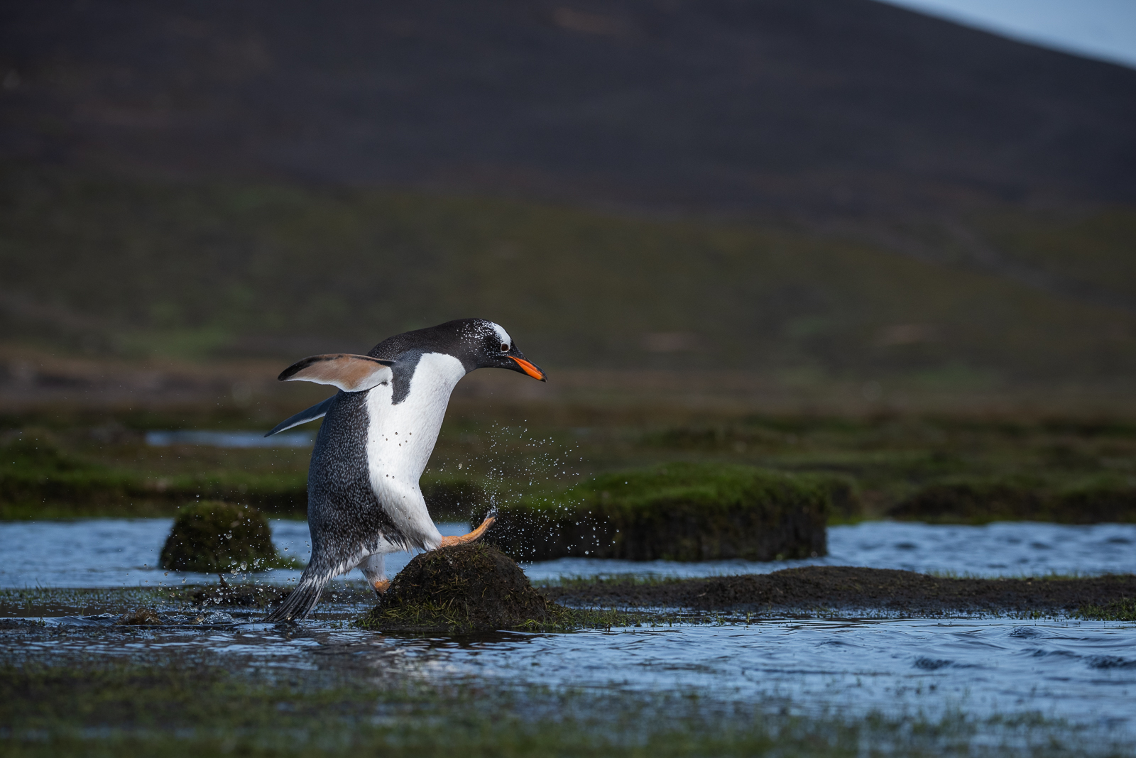 Gentoo Penguin, Saunders Island, Falkland Islands