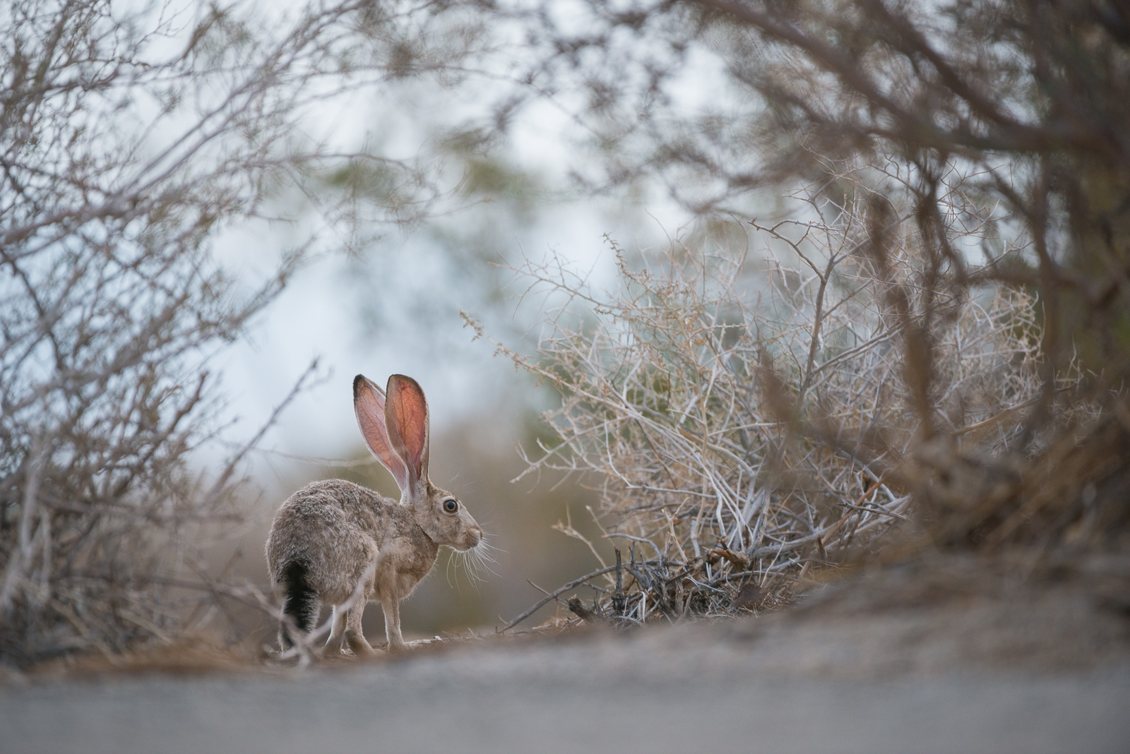 Black-Tailed Jackrabbit, Anza-Borrego Desert State Park, California