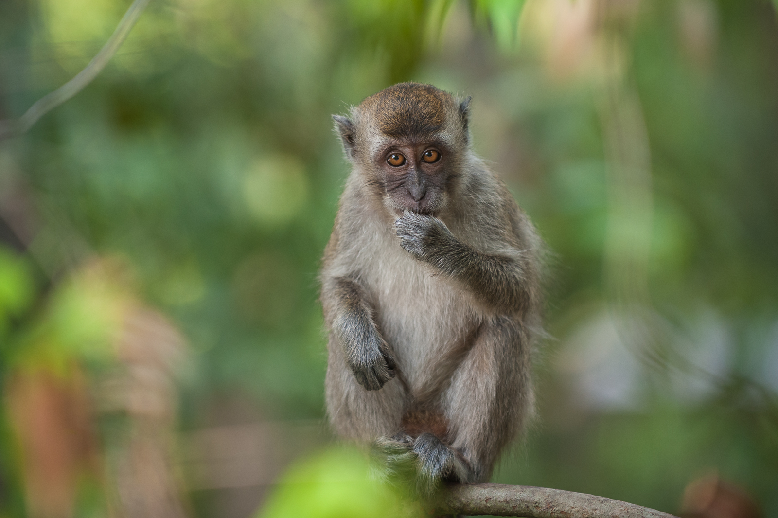 Long-Tailed Macaque, Tanjung Puting National Park, Indonesia