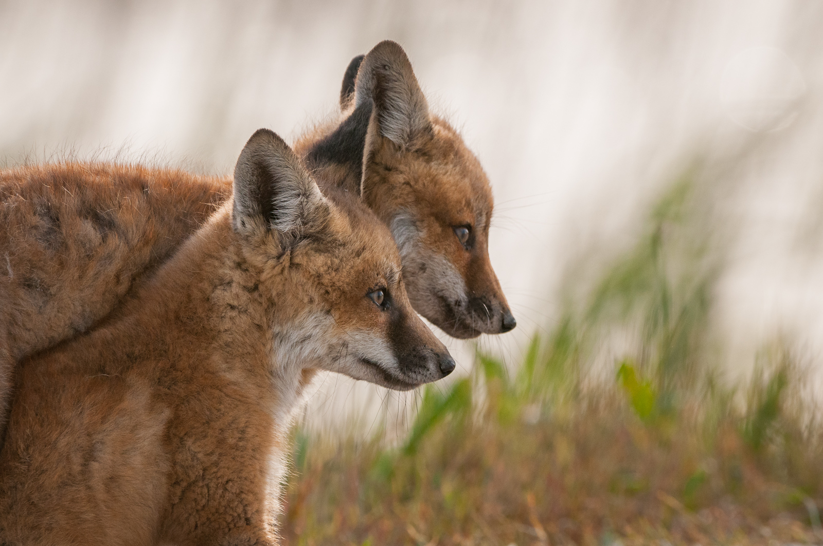 Red Fox Pups, Delaware Bay