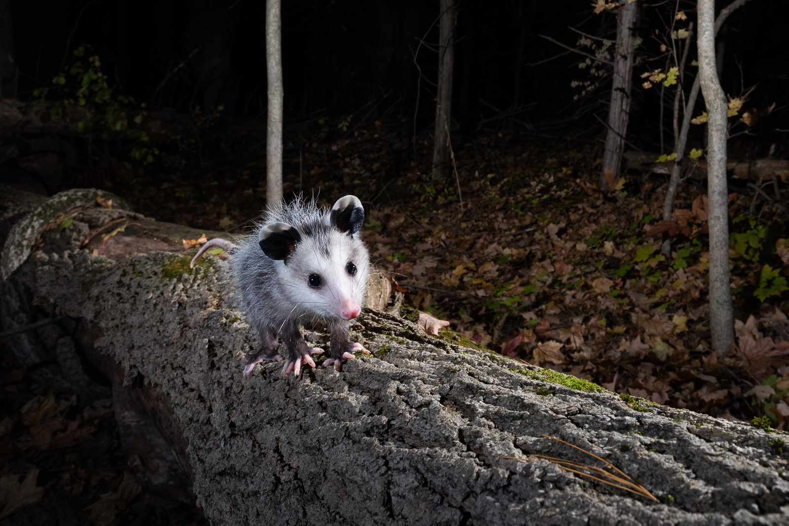 Opossum Joey, Farmington, Connecticut