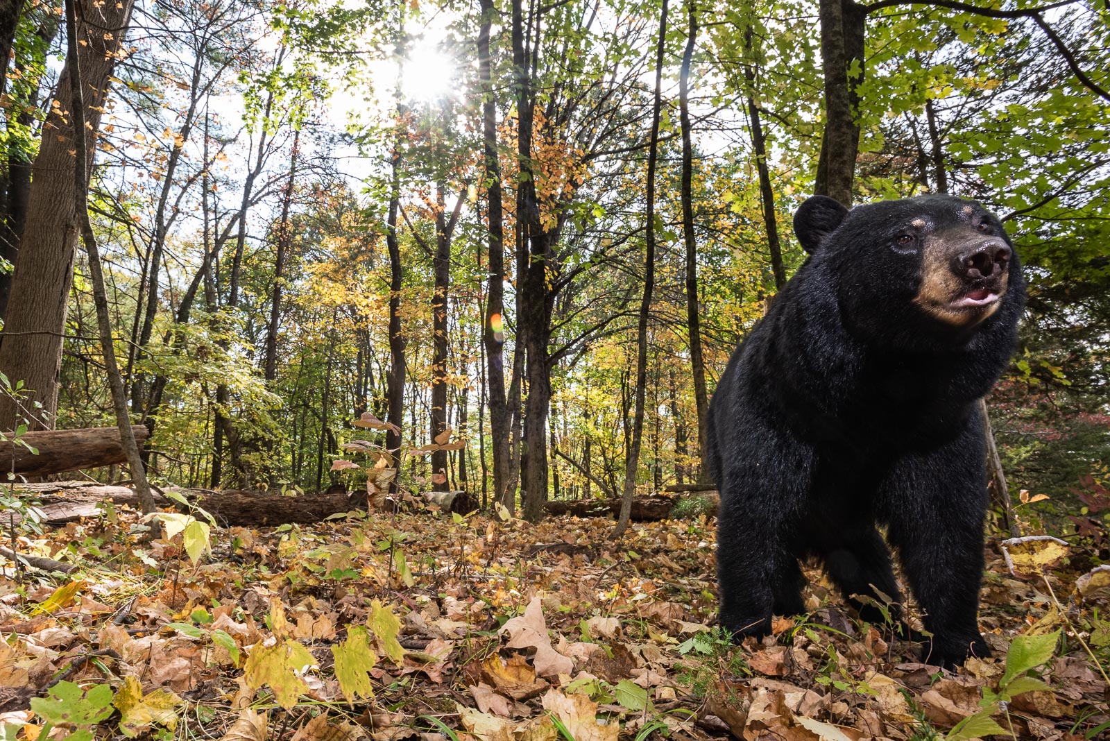 Black Bear, Farmington, Connecticut