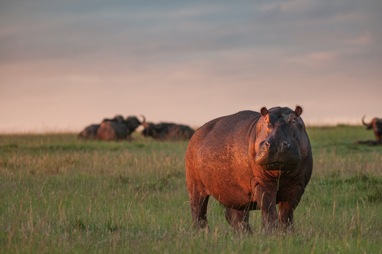 Hippopotamus, Masai Mara, Kenya