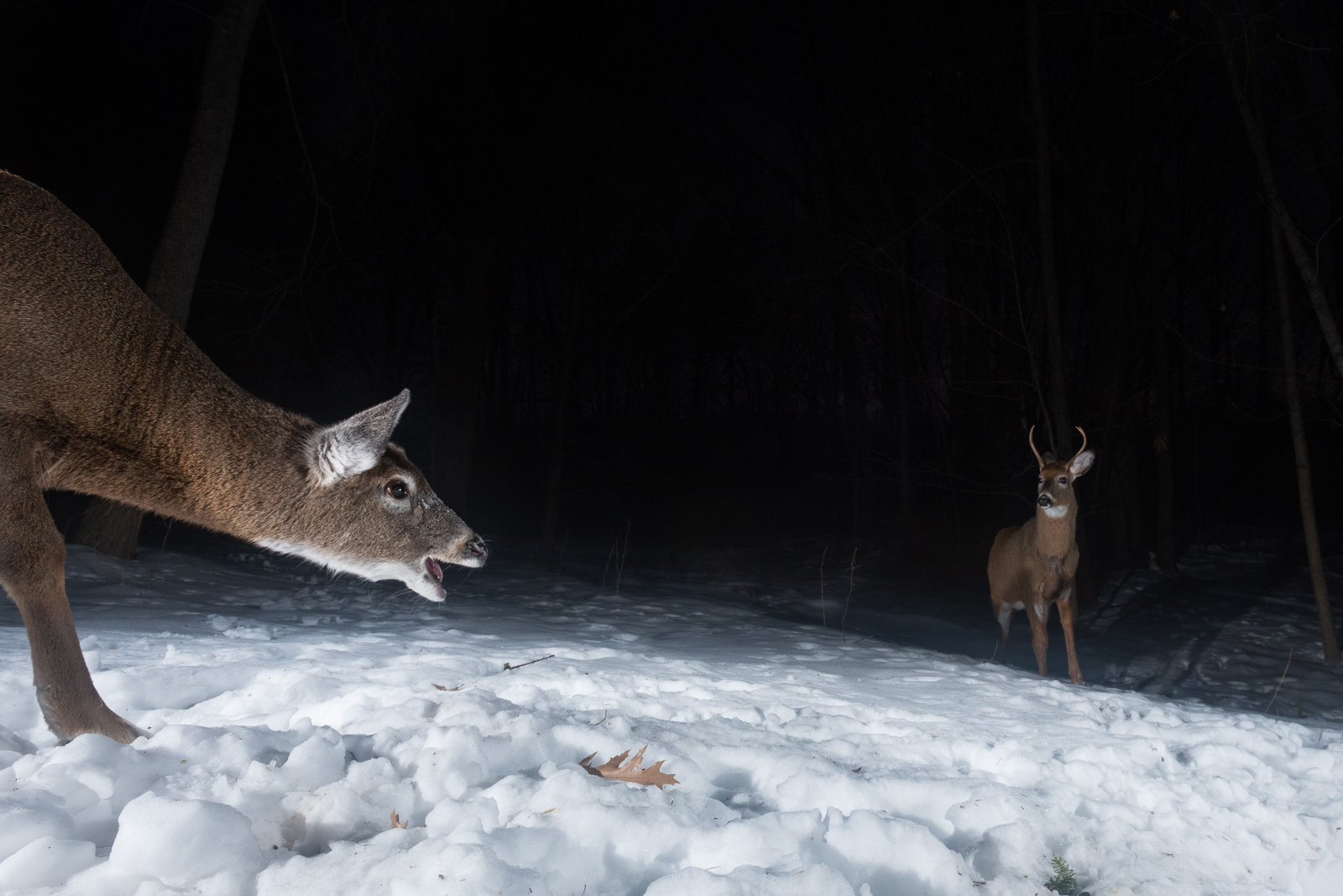 White-Tailed Deer, Farmington, Connecticut