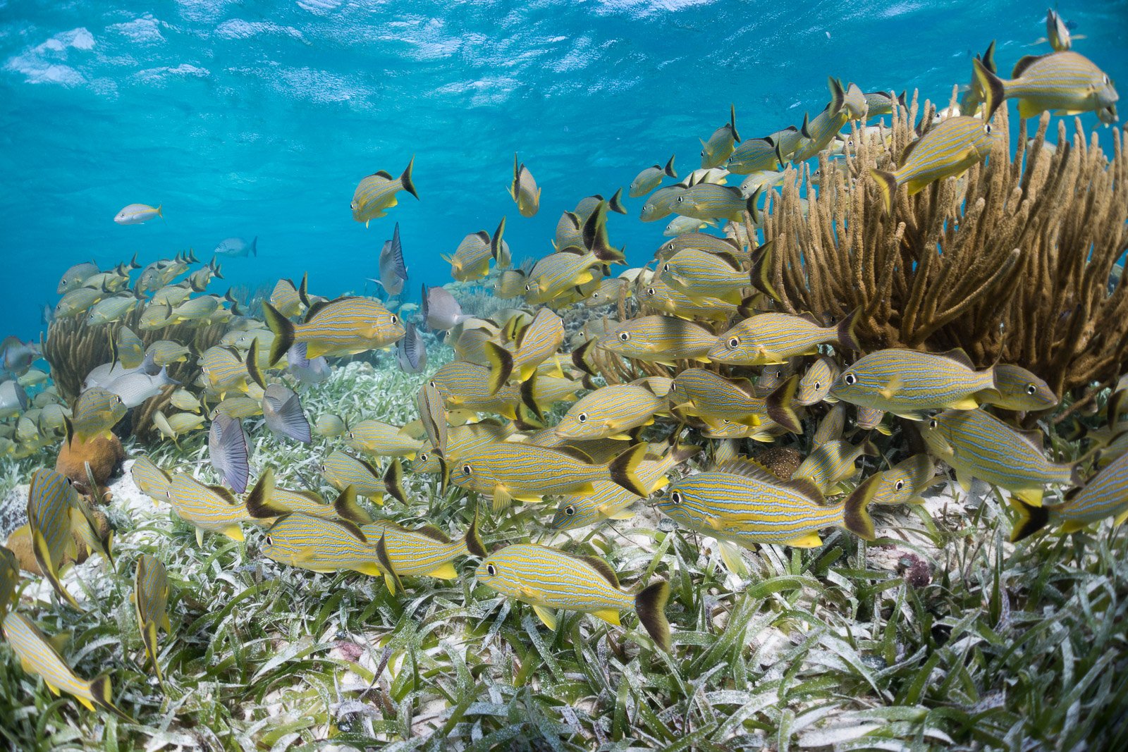 Blue-Striped Grunt, Hol Chan Marine Reserve, Belize