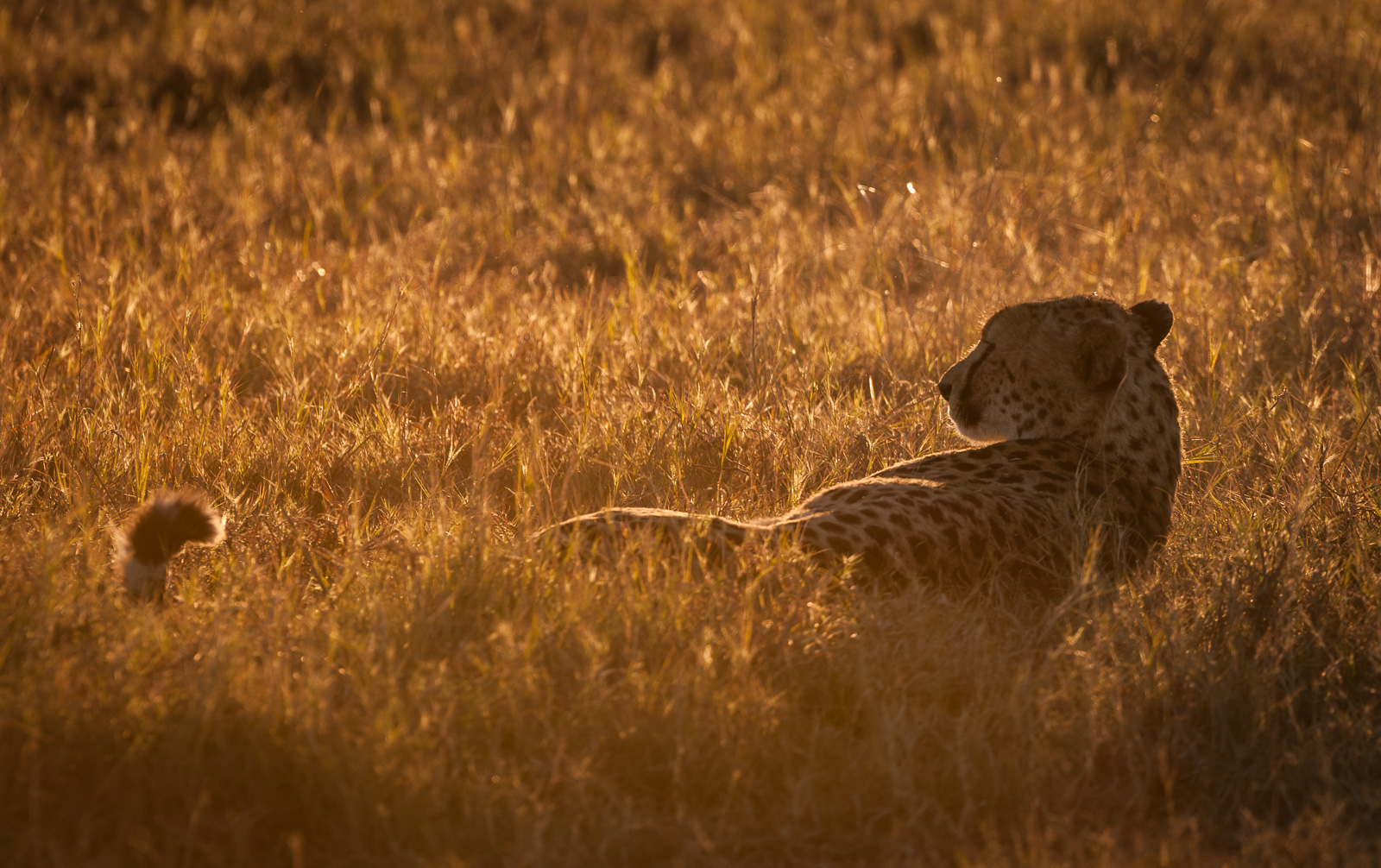 Cheetah, Linyanti, Botswana