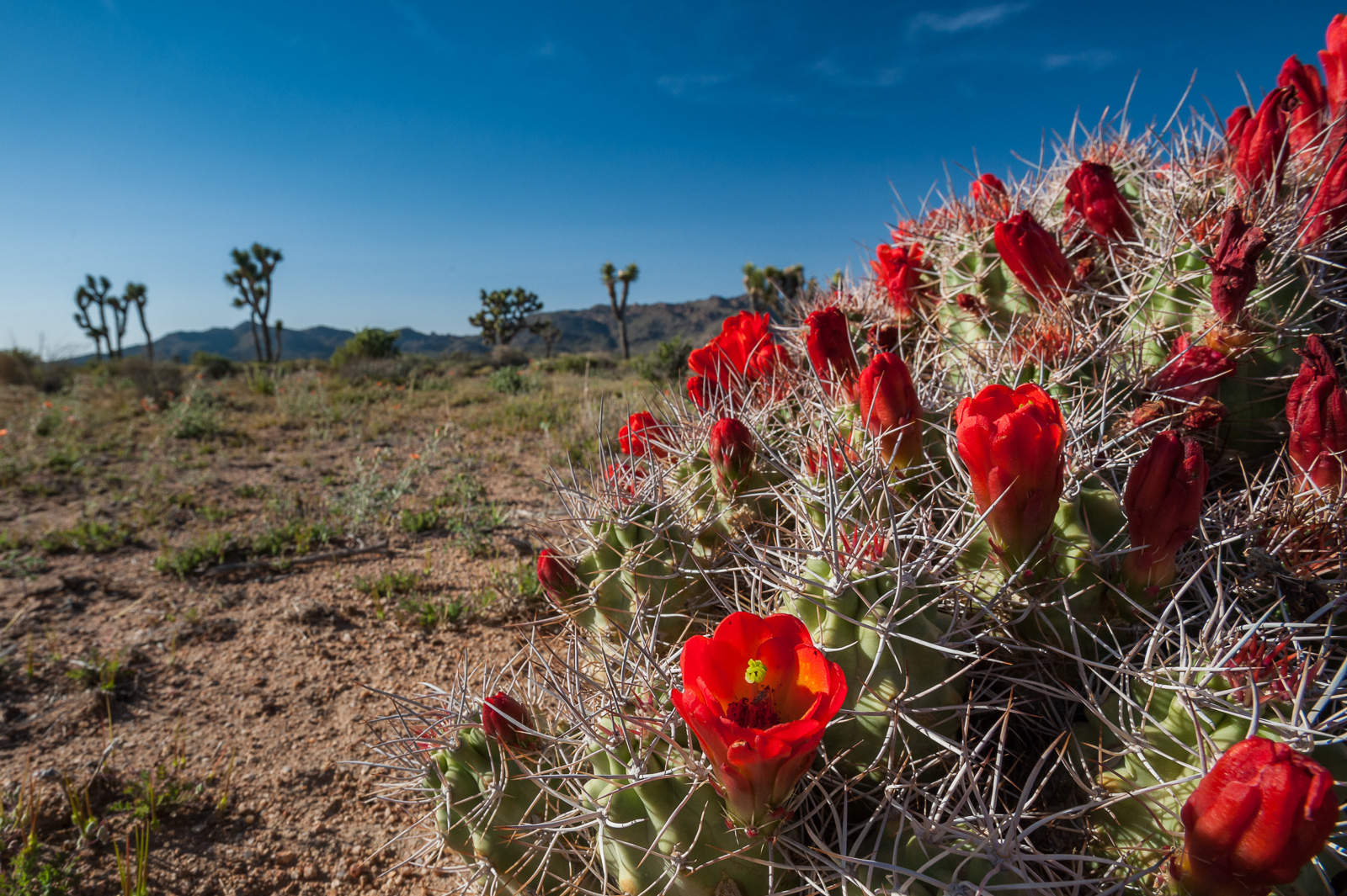 Joshua Tree Cactus Blooms, California