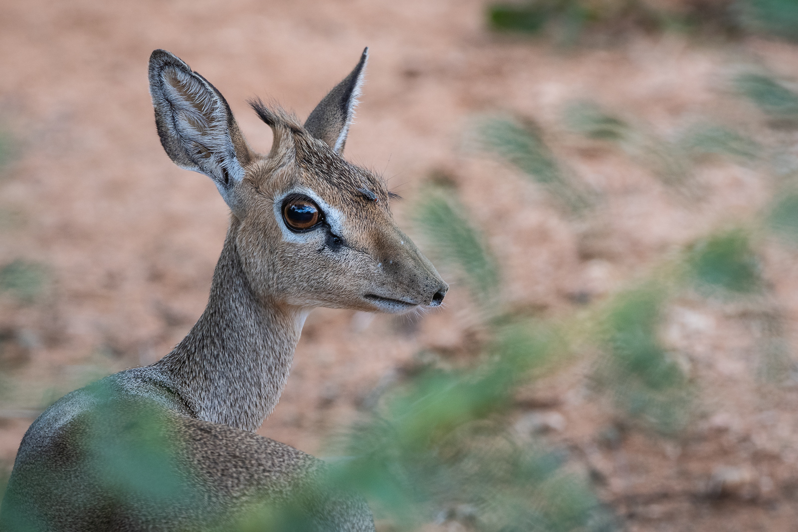 Dik Dik, Samburu, Kenya