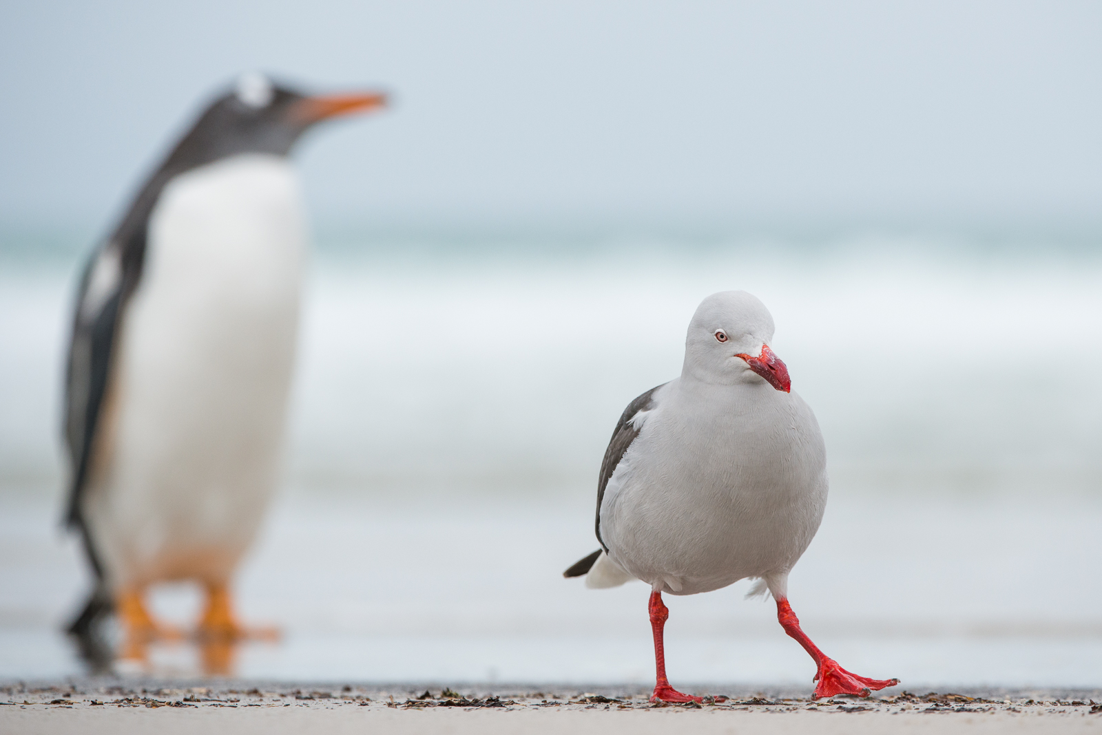 Dolphin Gull, Saunders Island, Falkland Islands