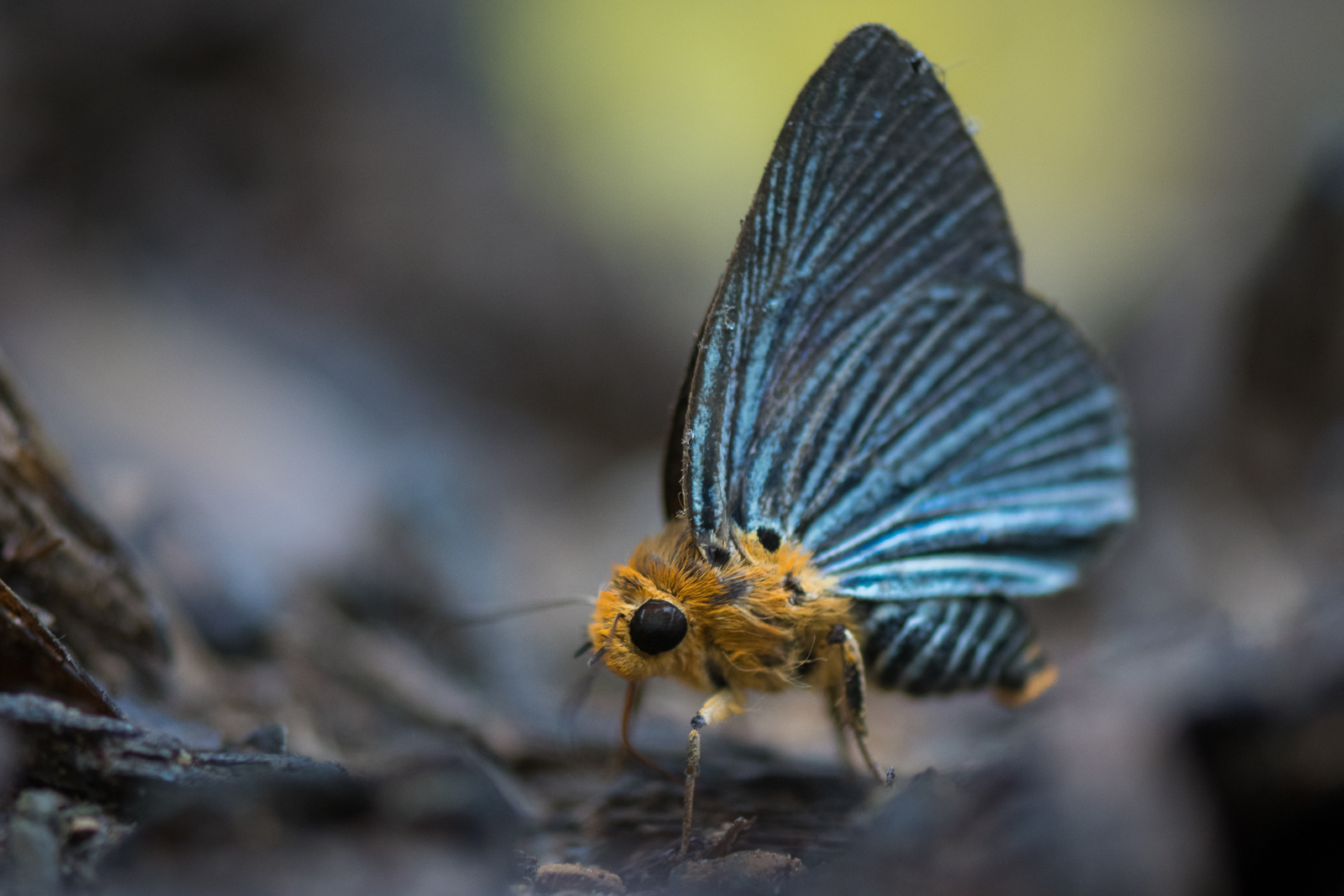 Green Awl, Kaeng Krachan National Park, Thailand