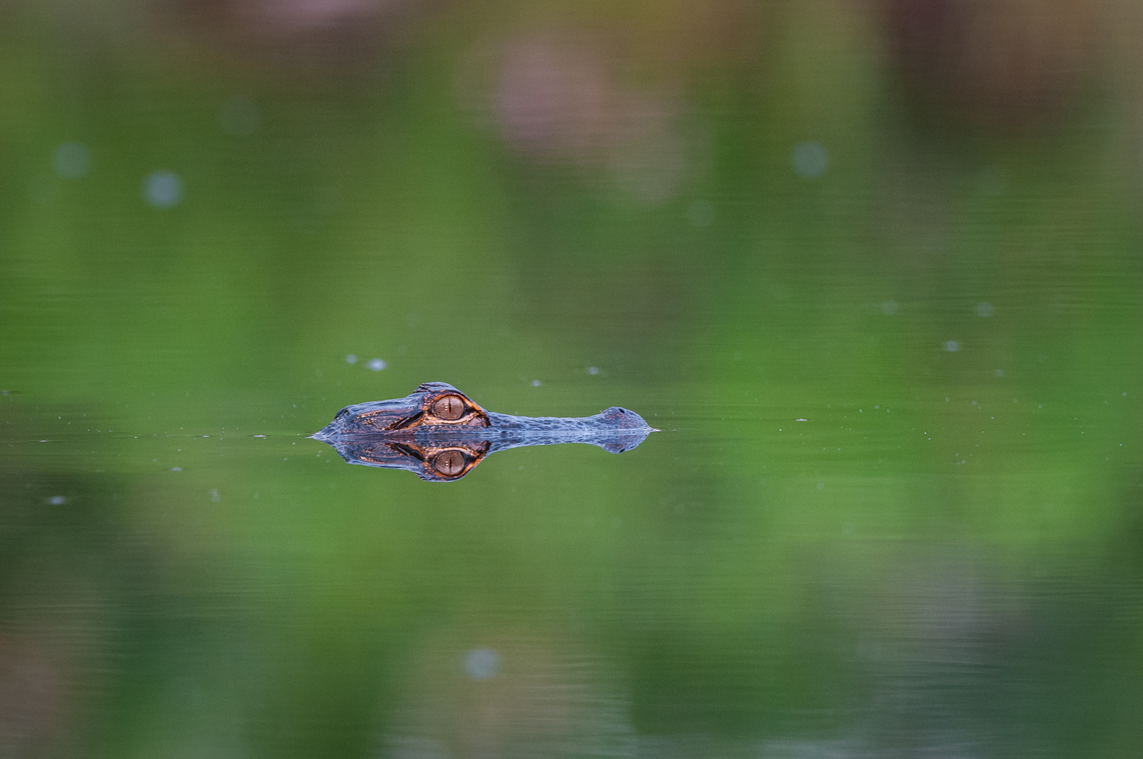Aligator, Okefenokee National Wildlife Refuge, Georgia