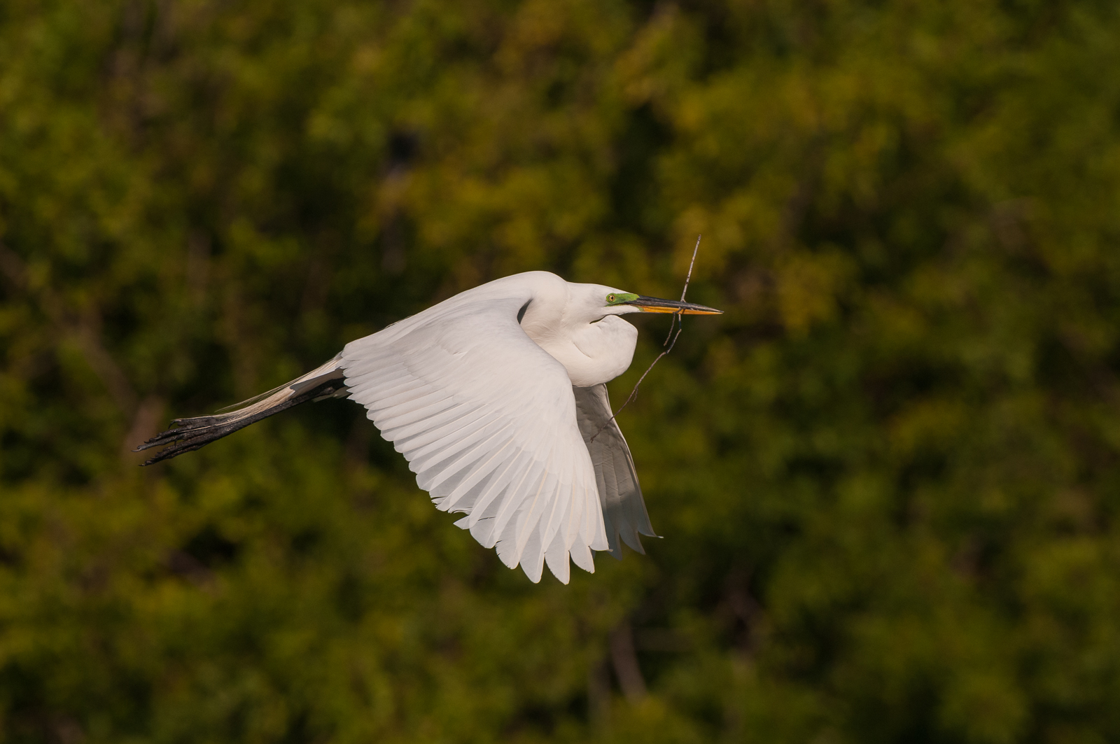 Great Egret, Venice, Florida