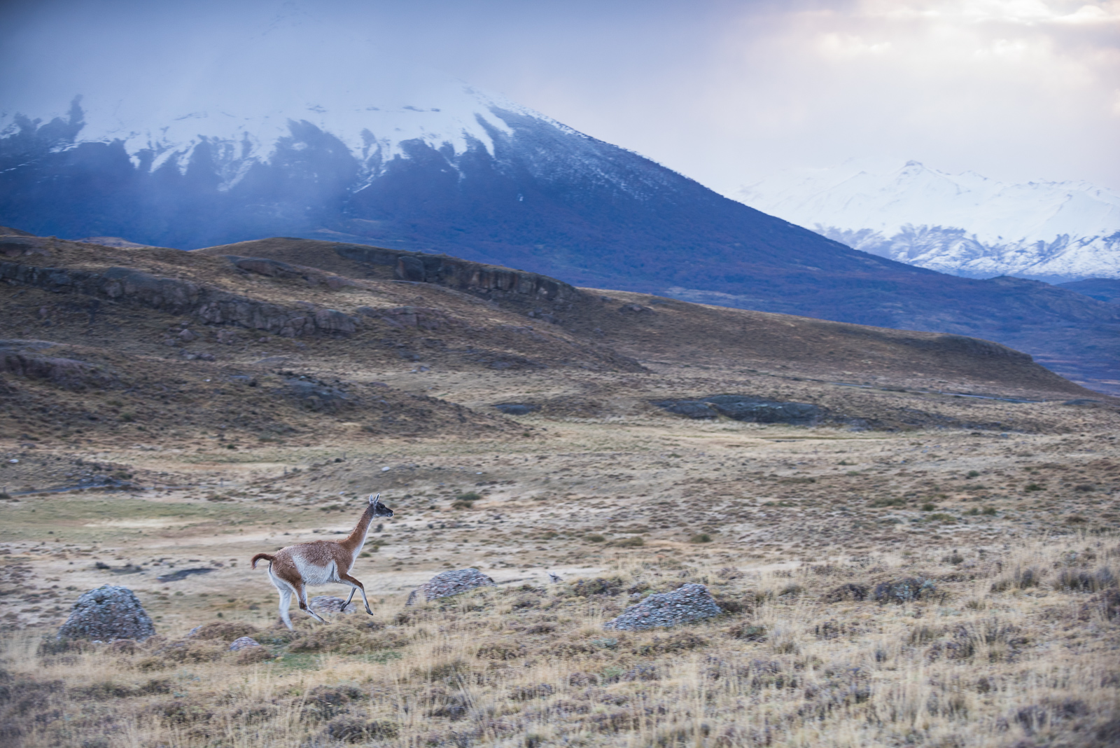 Guanaco, Torres Del Paine, Chile