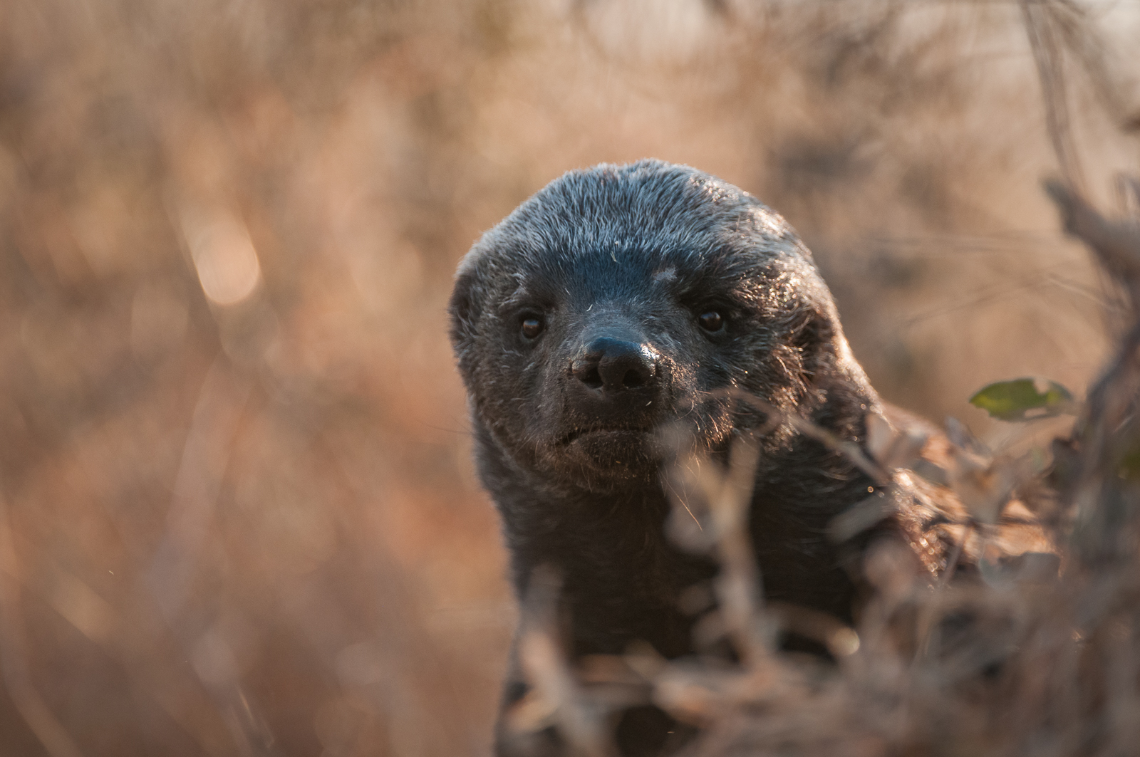 Honey Badger, Kalahari, Botswana