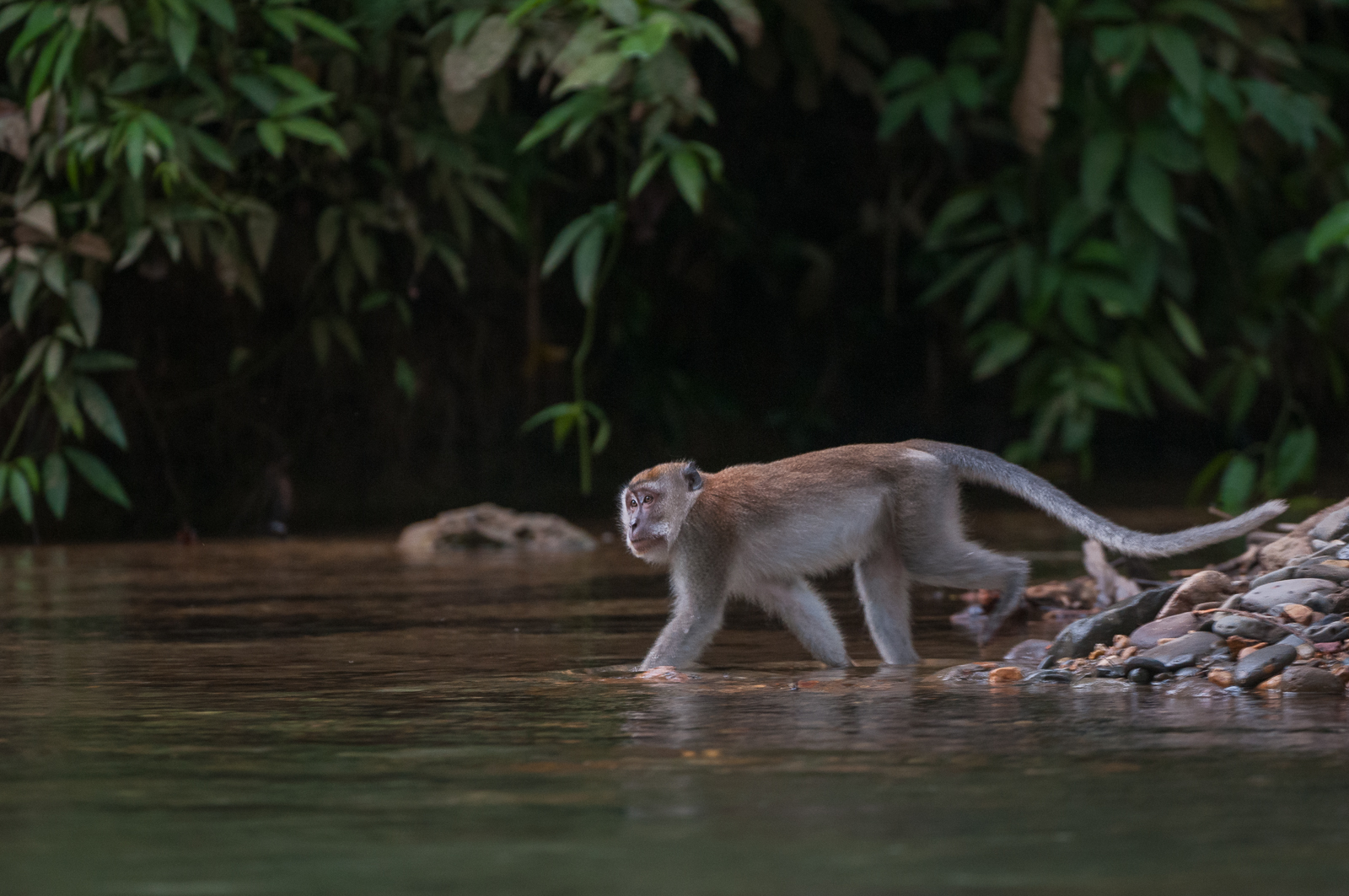 Long-Tailed Macaque, Sumatra, Indonesia